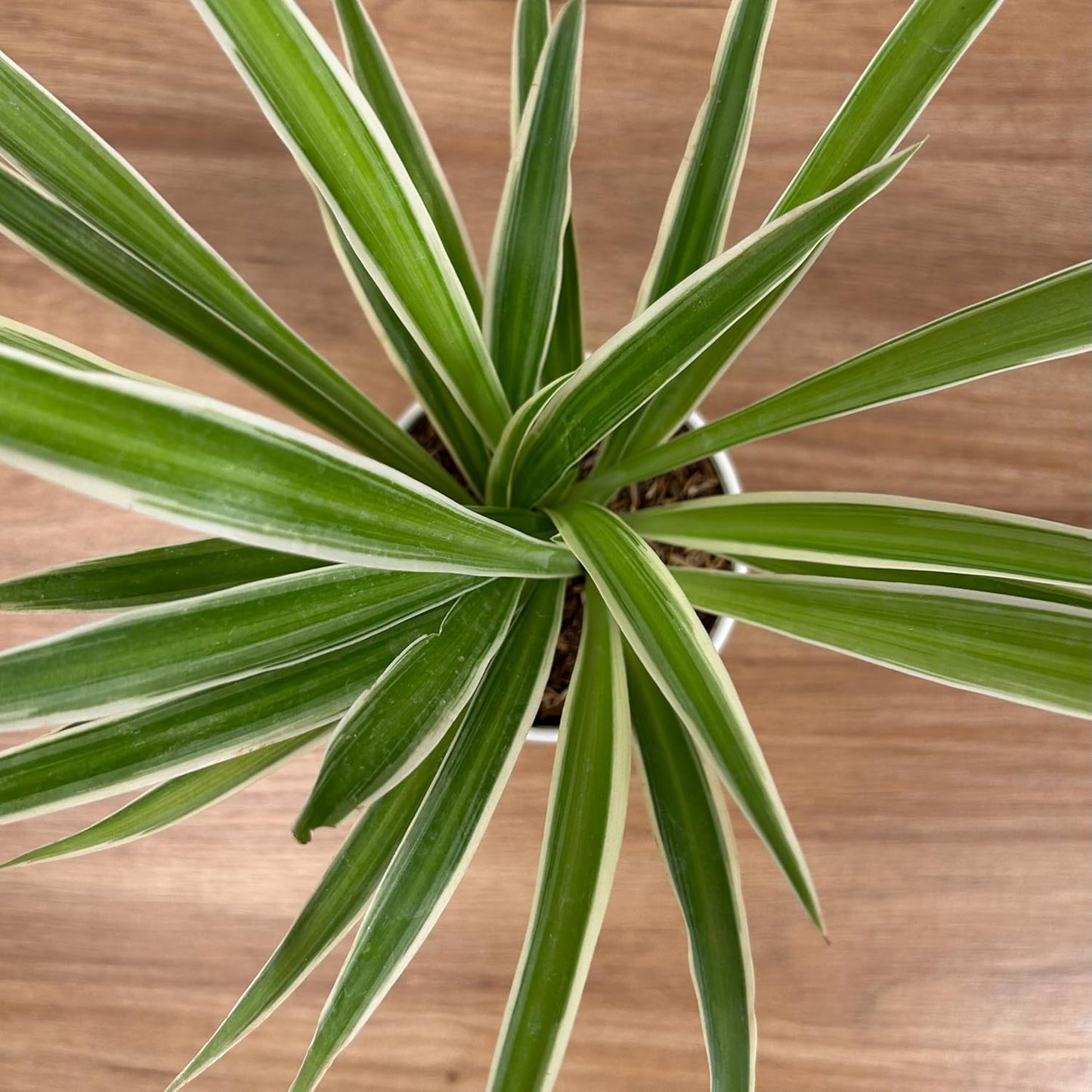 Spider Plant With 4 inch White Grow Pot | Live Indoor Plant for Home & Office | Air Purifying & Easy to Care | Grown in Premium Potting Mix - Seeds Ville