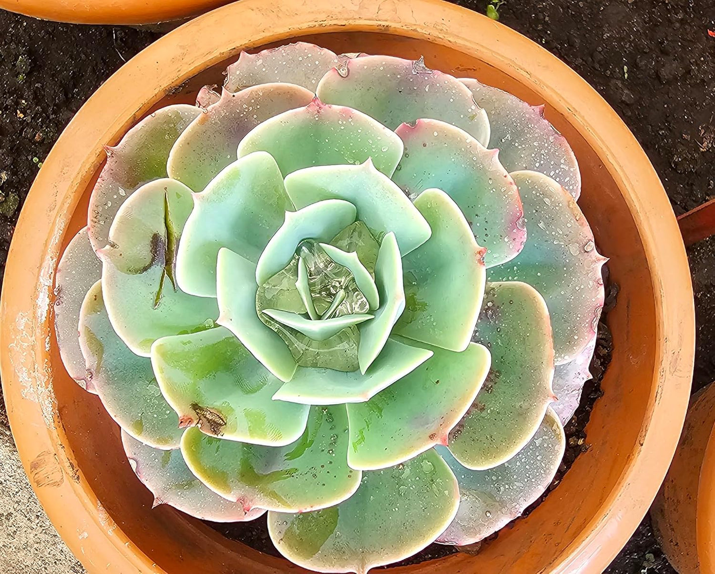 KATASHA KODAIKANAL Organic Echeveria Plant – Live Hardy Succulent – Low Maintenance, Drought-Resistant & Air-Purifying – Perfect for Home, Office & Garden Décor