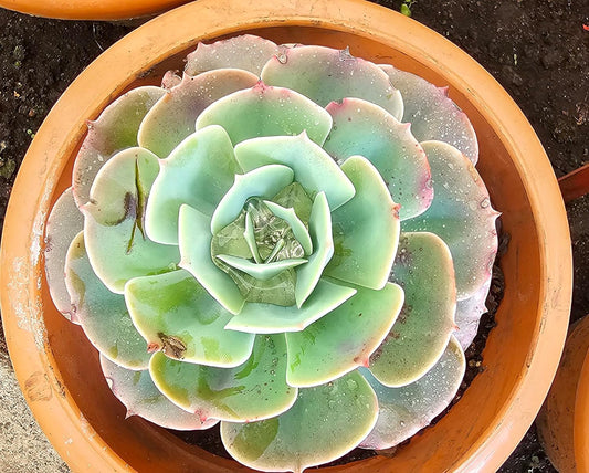 KATASHA KODAIKANAL Organic Echeveria Plant – Live Hardy Succulent – Low Maintenance, Drought-Resistant & Air-Purifying – Perfect for Home, Office & Garden Décor