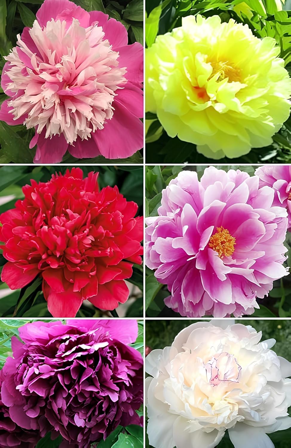 75+ Peony Mixed Flower Seeds For Planting- Double Beautiful Perennial Dwarf Plant Garden