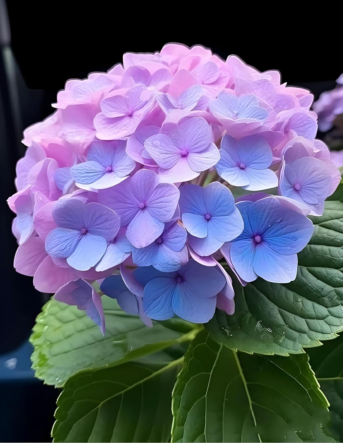 Rare Hydrangea Pink & Purple Colour Flower Live Plant, Special Variety, Healthy Plant & Tree Pack