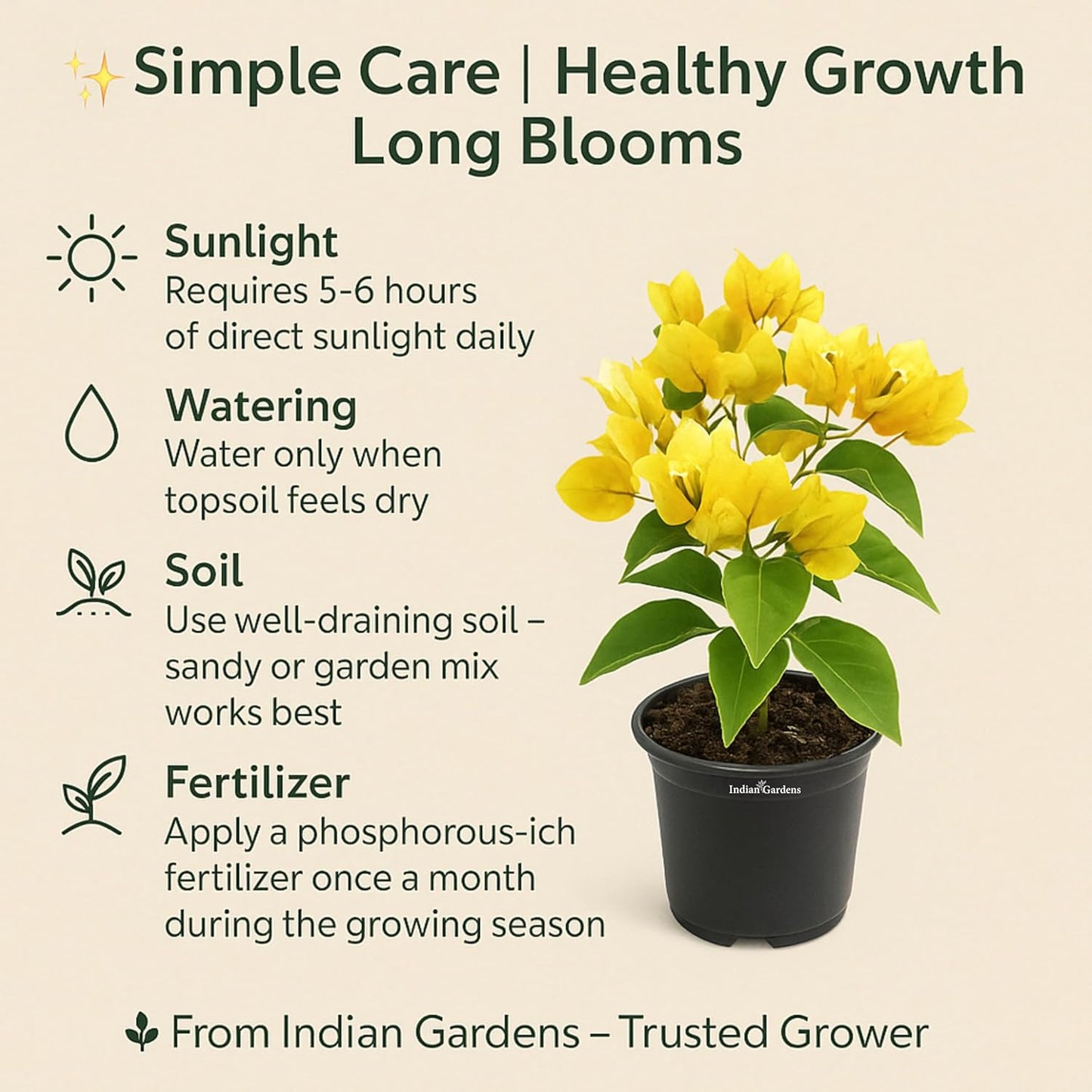 Indian Gardens - Bougainvillea Glabra live plant | Indoor & Outdoor Plant | Nyctaginaceae | Paper Flower (Yellow, 6" Terracotta)