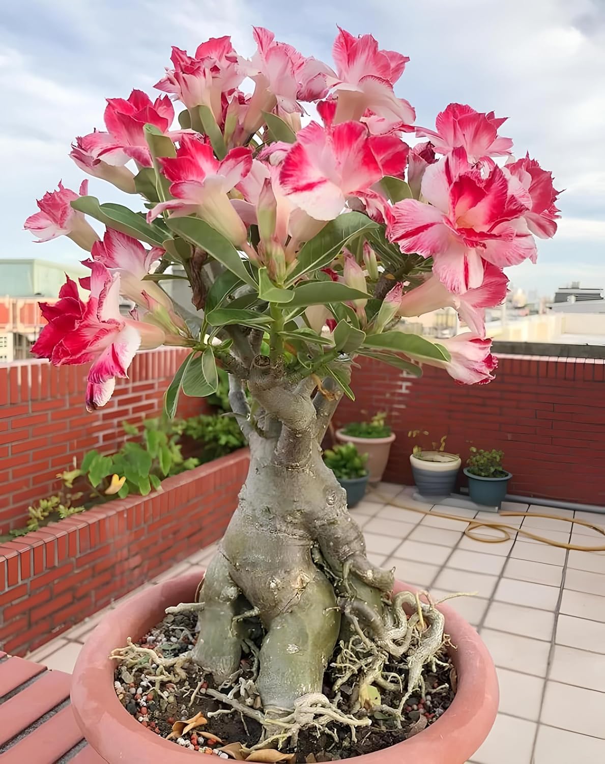 Rosy Adenium/Desert Rose Flower Live Plant Indoor Bonsai (Desert Rose) (1 Live Bonsai Plant) Without pot:.. Small plant
