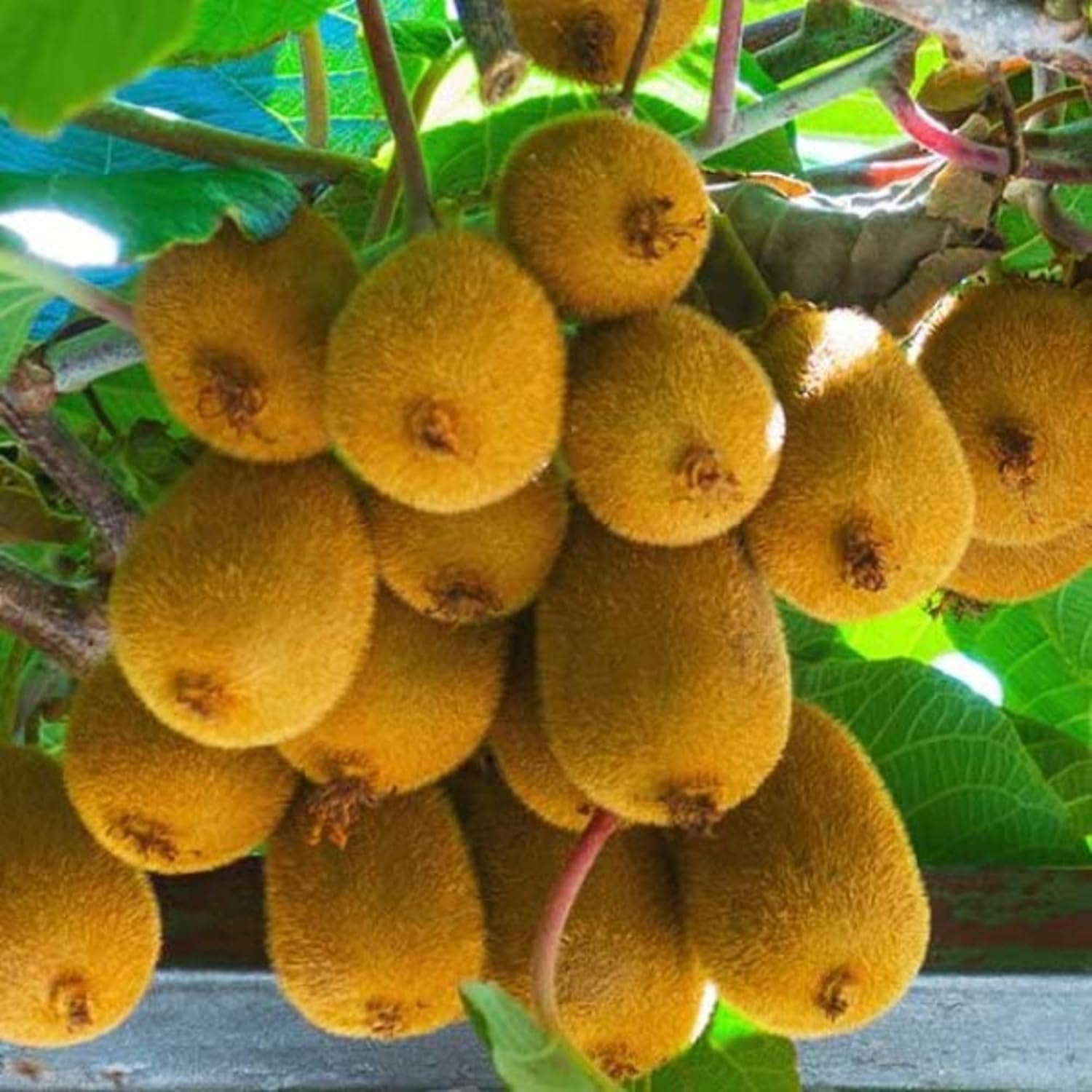 Guruji Plantation Live Kiwi Plant Exotic Climbing Fruit Vine with Sweet & Tangy Kiwis | Easy to Grow & Nutrient-Rich (1)