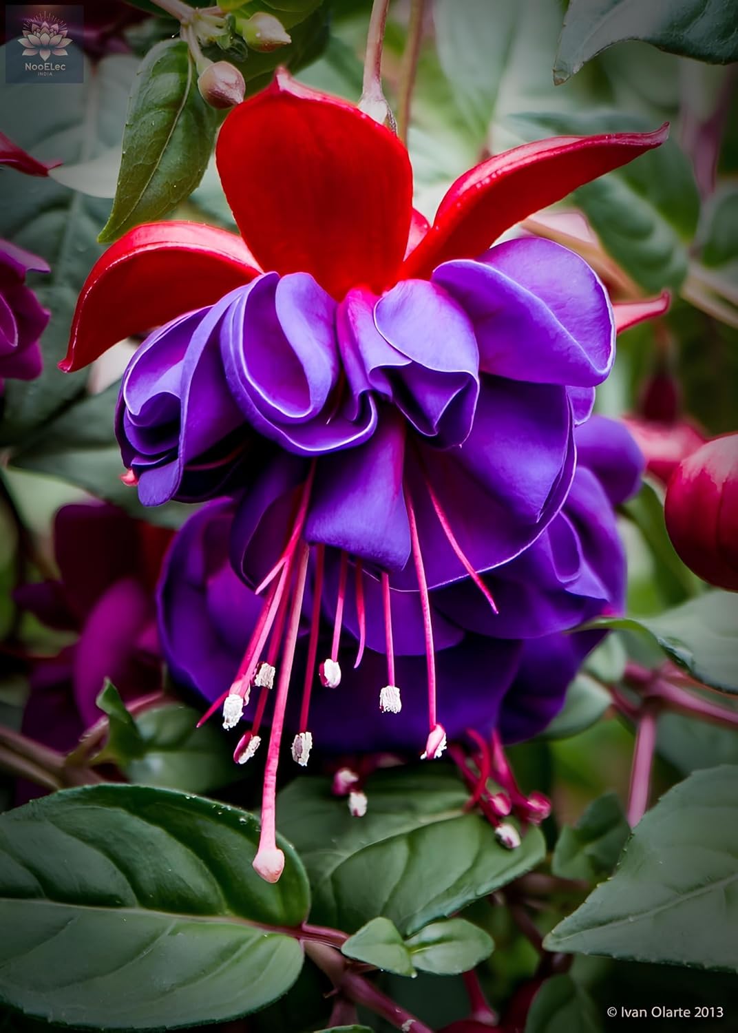 Fuchsia Dancing Doll Flower Seeds (Pack of 100) - Easy to Grow Exotic Flowering Plants for Home Garden - Suitable for All India Climate