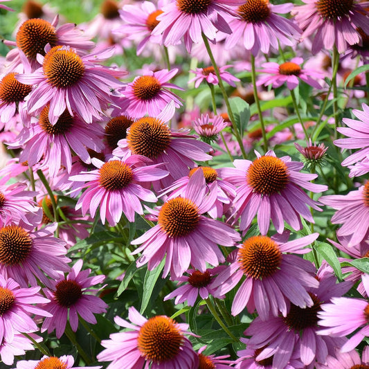 50 Seeds- Purple ECHINACEA/CONEFLOWER Flower Seeds For Planting