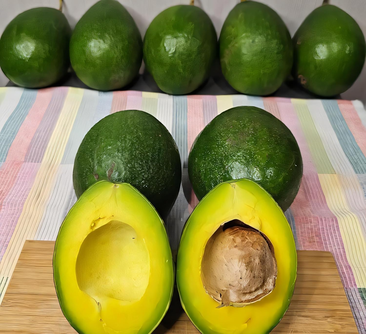 Avocado Frout Plant (Plant height 1.5-2.5 Feet) Butter Fruit - Plant Hybrid Hass Avocado Persea Americana Alligator Pear Butter Fruit Vena Ey Evokaido Phal Aveakkadea Phalam Rare Variety Tree