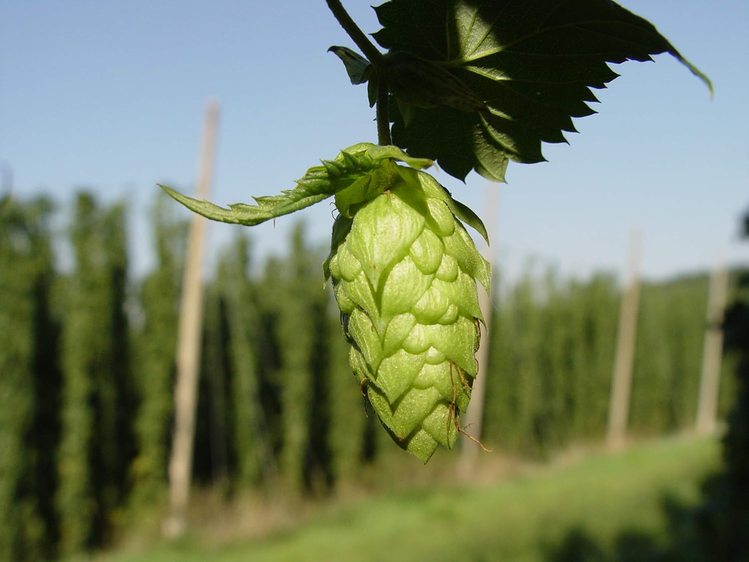 40+ SEEDS- Organic European Hop Organic Seeds Pack - Grow All India