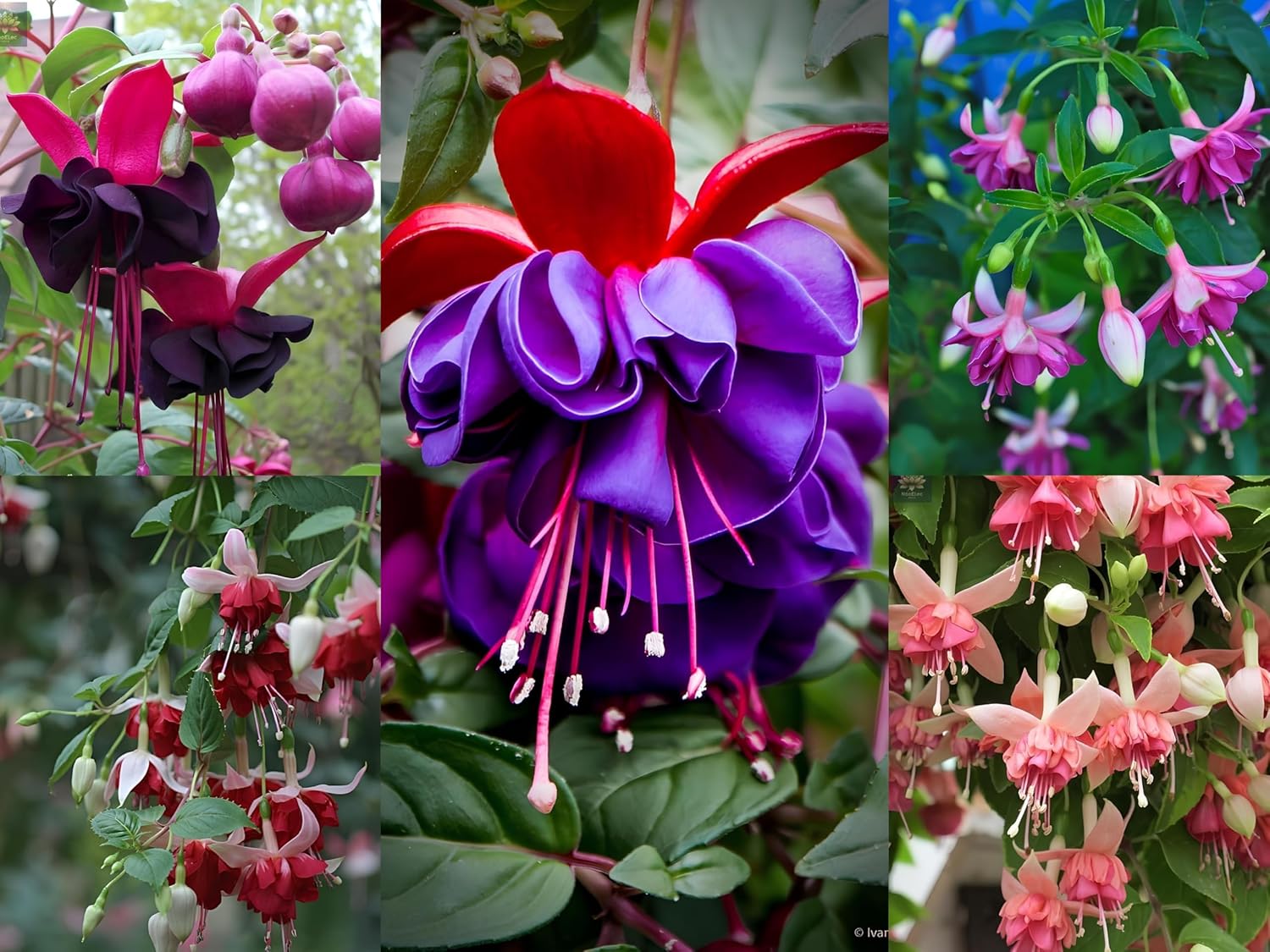 Fuchsia Dancing Doll Flower Seeds (Pack of 100) - Easy to Grow Exotic Flowering Plants for Home Garden - Suitable for All India Climate
