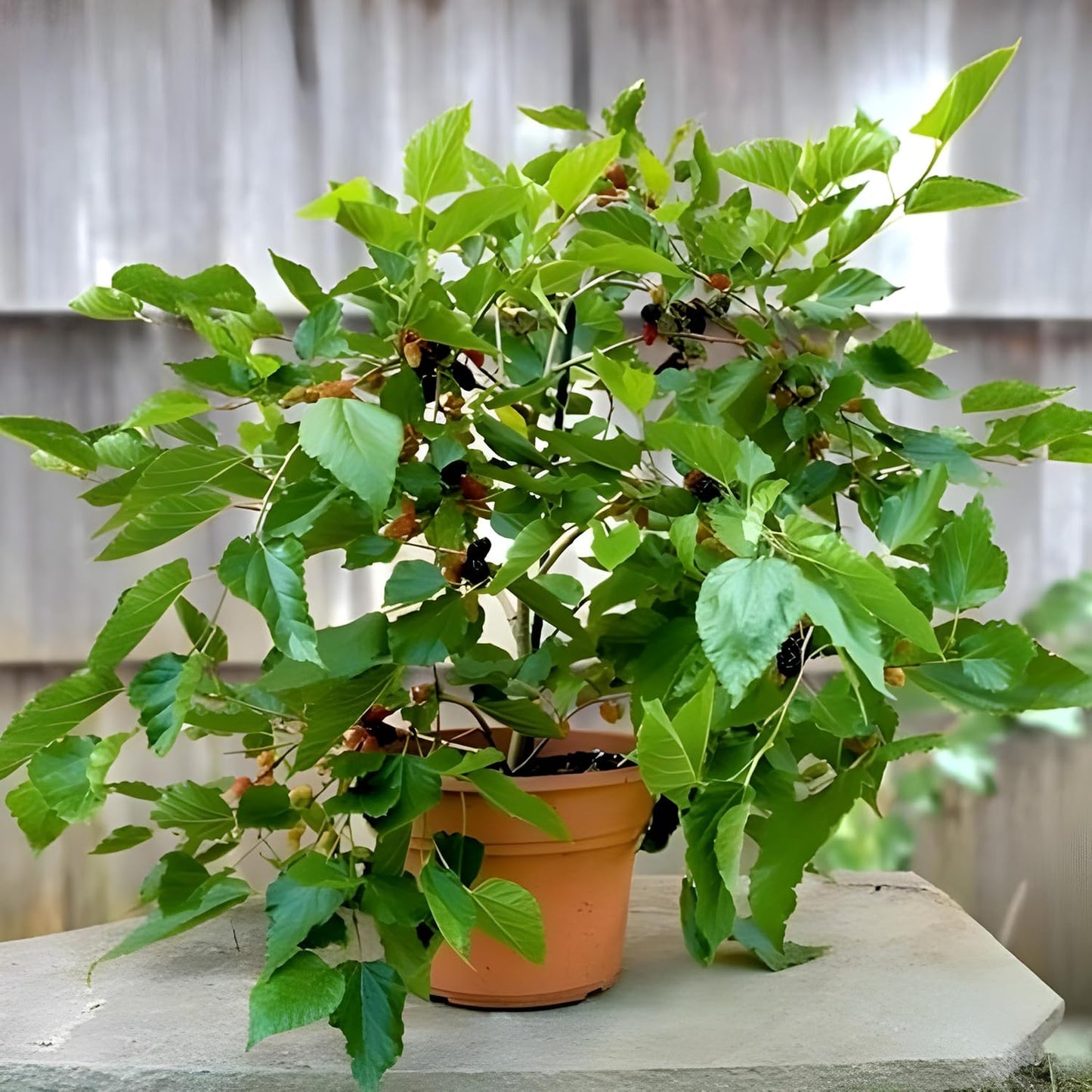 FARMERITY Mulberry Plant Specialy Treated Grown from Cuttings Mature All Year Fruiting Hybrid Live Plant Pack of 1