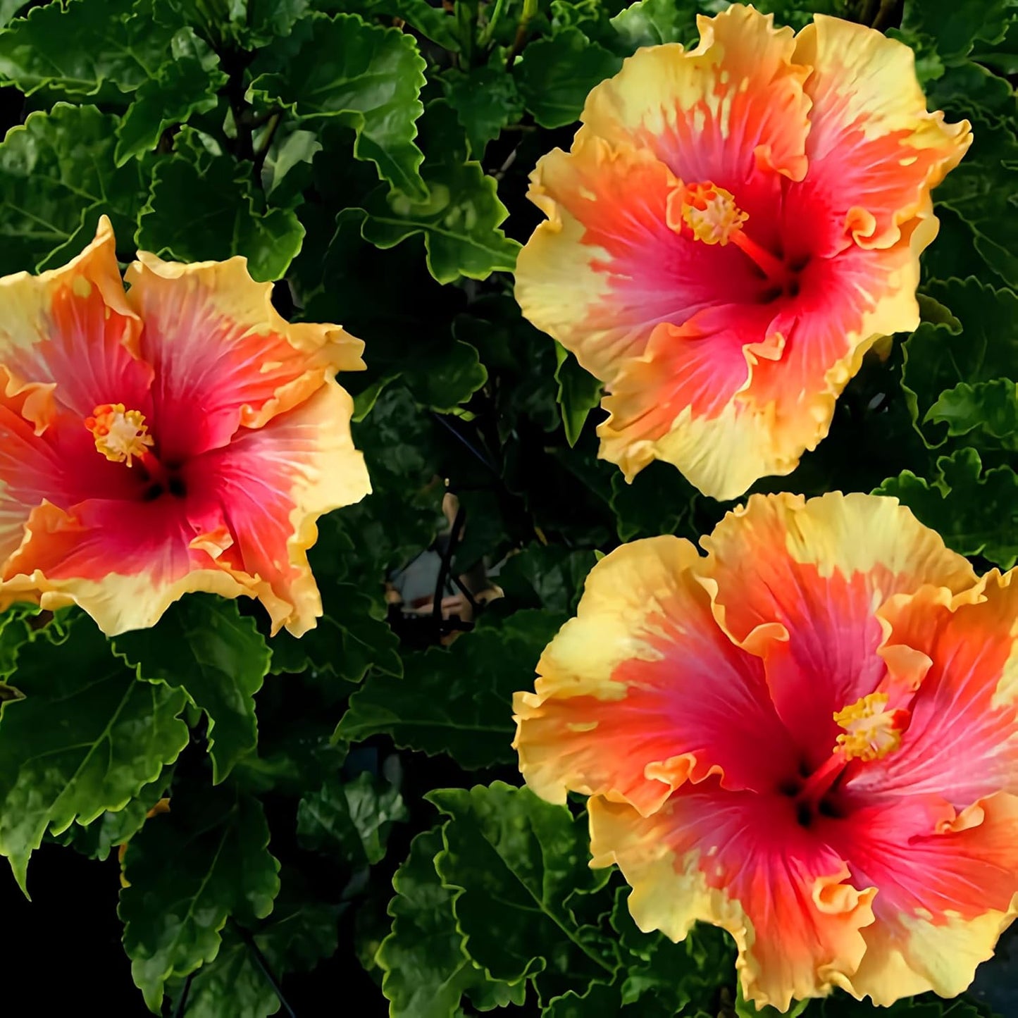 55+ SEEDS- Hibiscus Mix Flower Seeds For Planting Perennial- Low Maintenance Plant Seeds