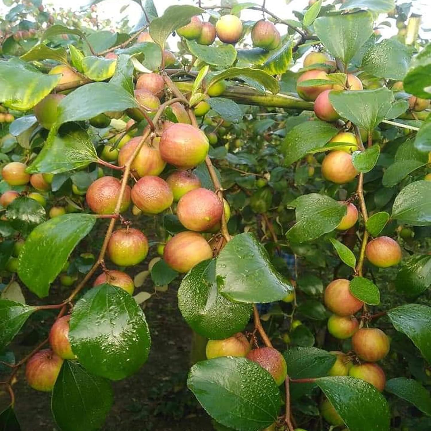 Seedless Apple Ber Jujube Kul Grafted Fruit Live Plant (1-2 Feet Height)