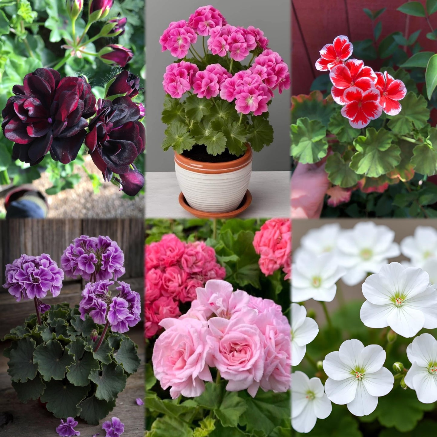 Climbing Double Geranium Flower Seeds for Home and Kitchen Gardening, Pack of 60 to 80 seeds