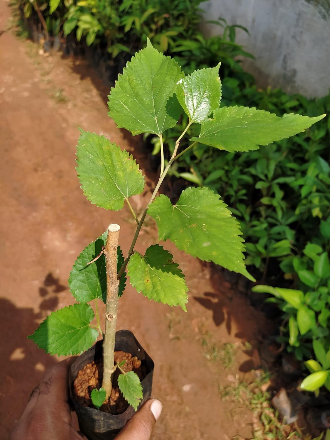 FARMERITY Mulberry Plant Specialy Treated Grown from Cuttings Mature All Year Fruiting Hybrid Live Plant Pack of 1