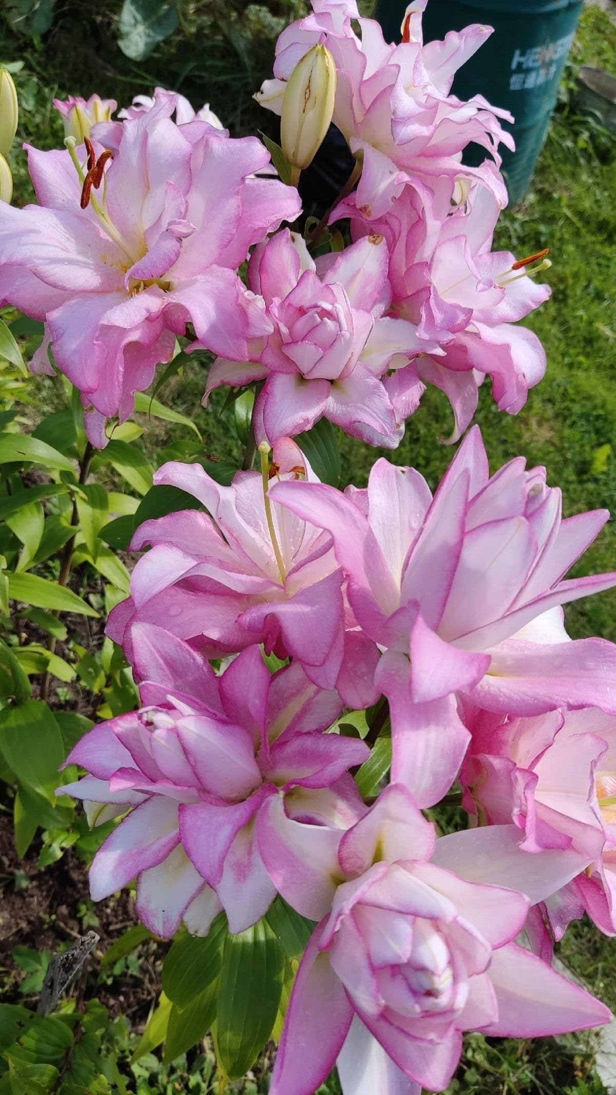 SVG® Double Oriental Lily Flower Bulbs for Home and Gardening, pack of 1 Bulbs (SHADED PINK)