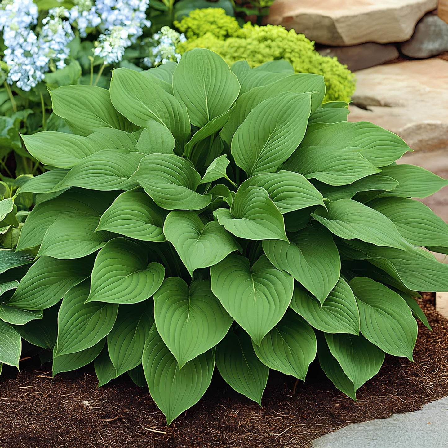 Hosta Seeds For Planting (200 SEEDS) Low Maintenance - Grow Indoor/Outdoor Both - Grow Year Round (ALL MIX)