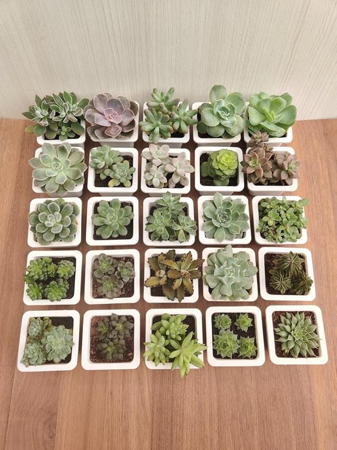 Seeds Ville Assorted Indoor Succulent Plants, Low Maintenance, 25 Pack