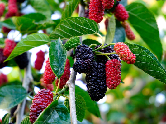 FARMERITY Mulberry Plant Specialy Treated Grown from Cuttings Mature All Year Fruiting Hybrid Live Plant Pack of 1