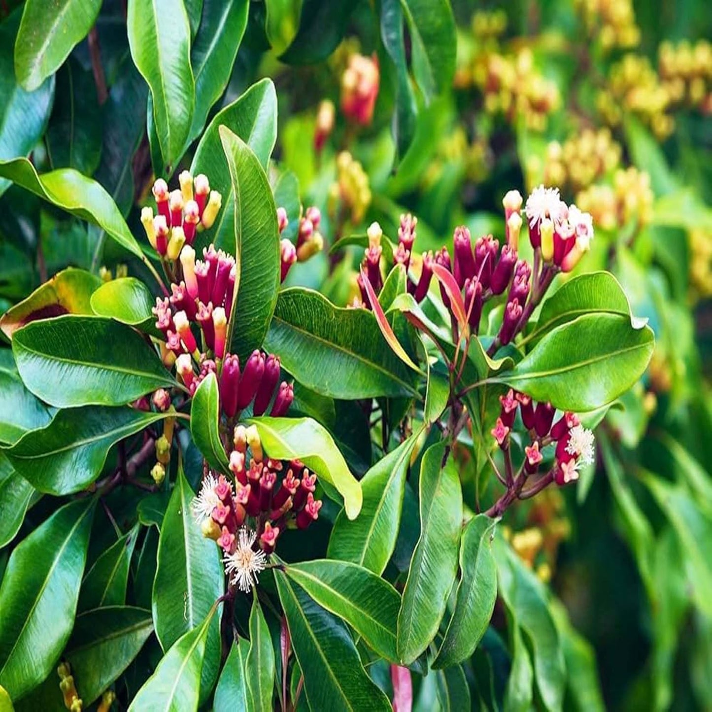 Lavanga Clove Spice Live Plants & Tree(1-3 Feet Size)