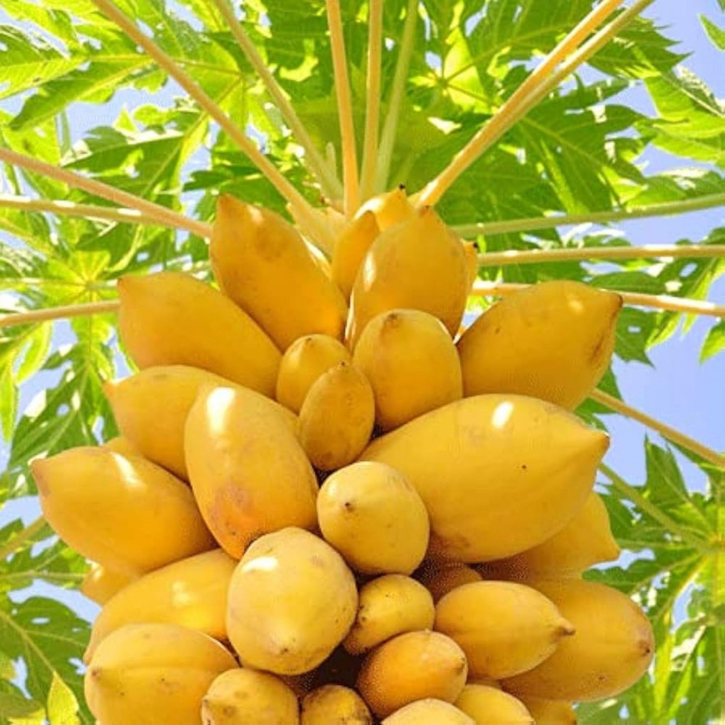 Live Papaya Plant – Sweet & Juicy Tropical Fruit Tree for Home Garden | Fast-Growing & High Yield (Mexican Papaya)