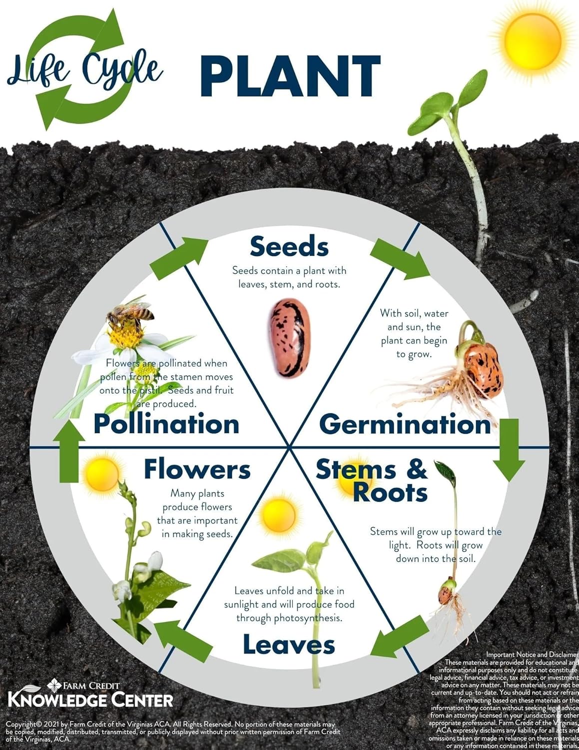 50+ Seeds- Mini Thumb Watermelon Fruit Vegetables Seeds For Planting- Organic Seeds.