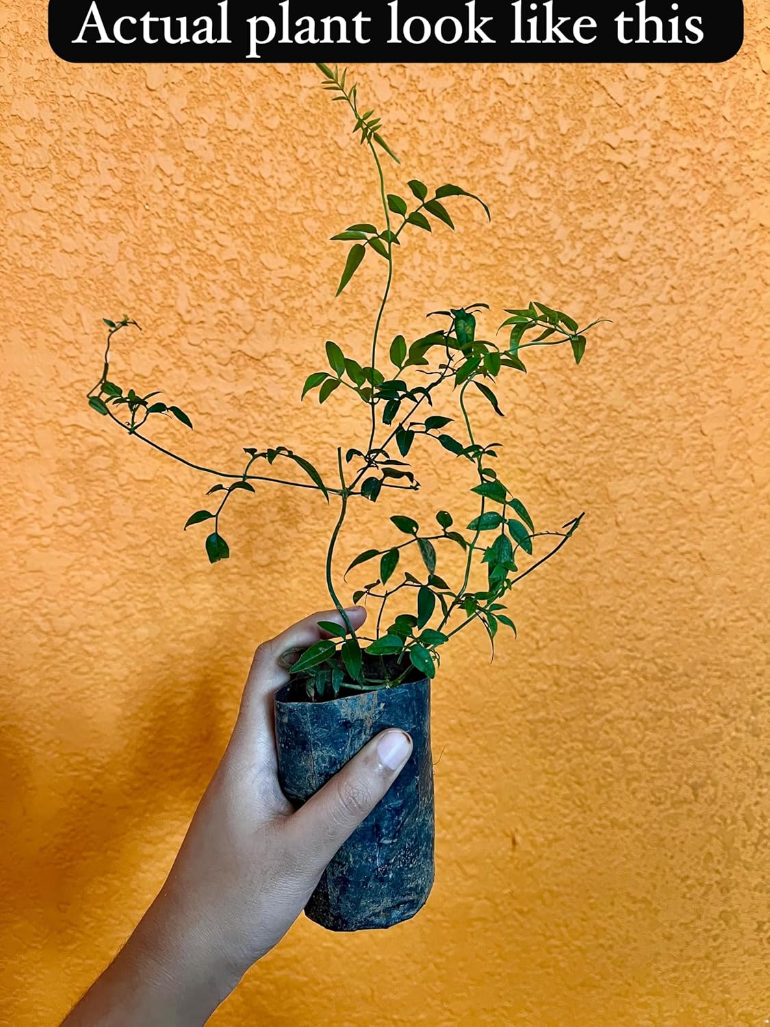 Pink Jasmine Live Flower Plant | Original Jasminum Polyanthum | Pink Bud Kundo | Hybrid Plant | American Jasmine | Beautiful Flowering Shrub | (Jasminum Polyanthum) |Bloom Yard