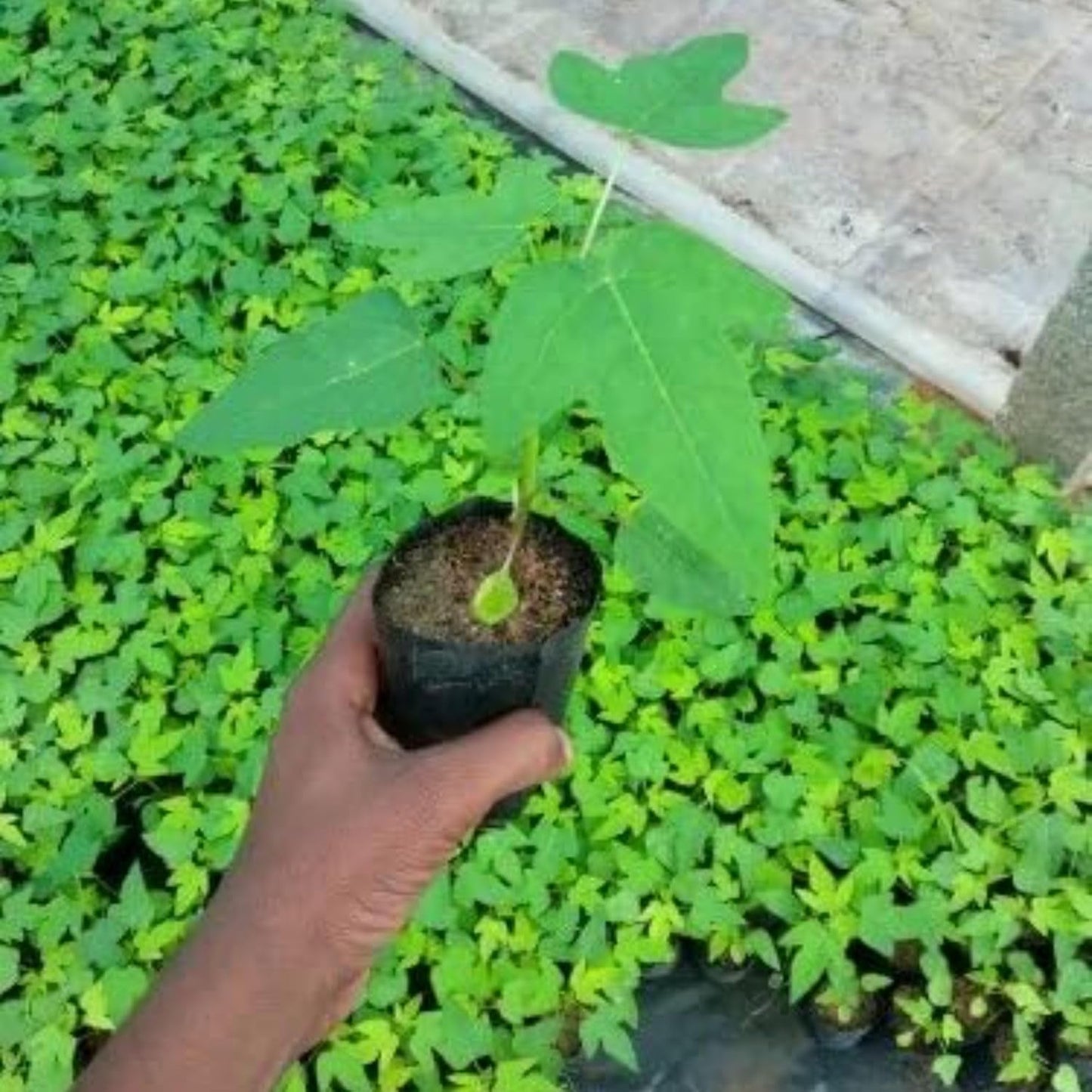 Live Papaya Plant – Sweet & Juicy Tropical Fruit Tree for Home Garden | Fast-Growing & High Yield (Mexican Papaya)