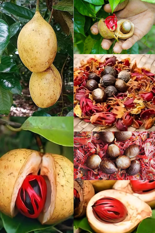 ZXXYANBI"Rare Nutmeg Jaiphal Myristica Javitri Jatifala, Jaiphal Masala Spice Live Plant (Height 1.5-2 Feet) "Kerala Variety" Sweetly fragrant (1 Healthy Spice Plant) For Home Garden Live Tree