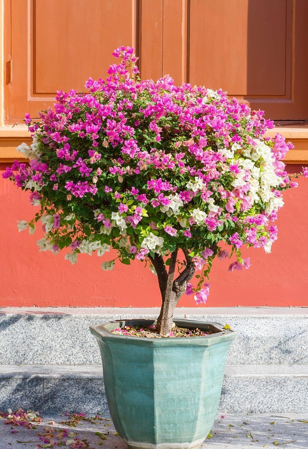 Grafted Multi-Colour Bougainvillea Live Bonsai Tree, 4-5 Colours, Indoor & Outdoor Plant