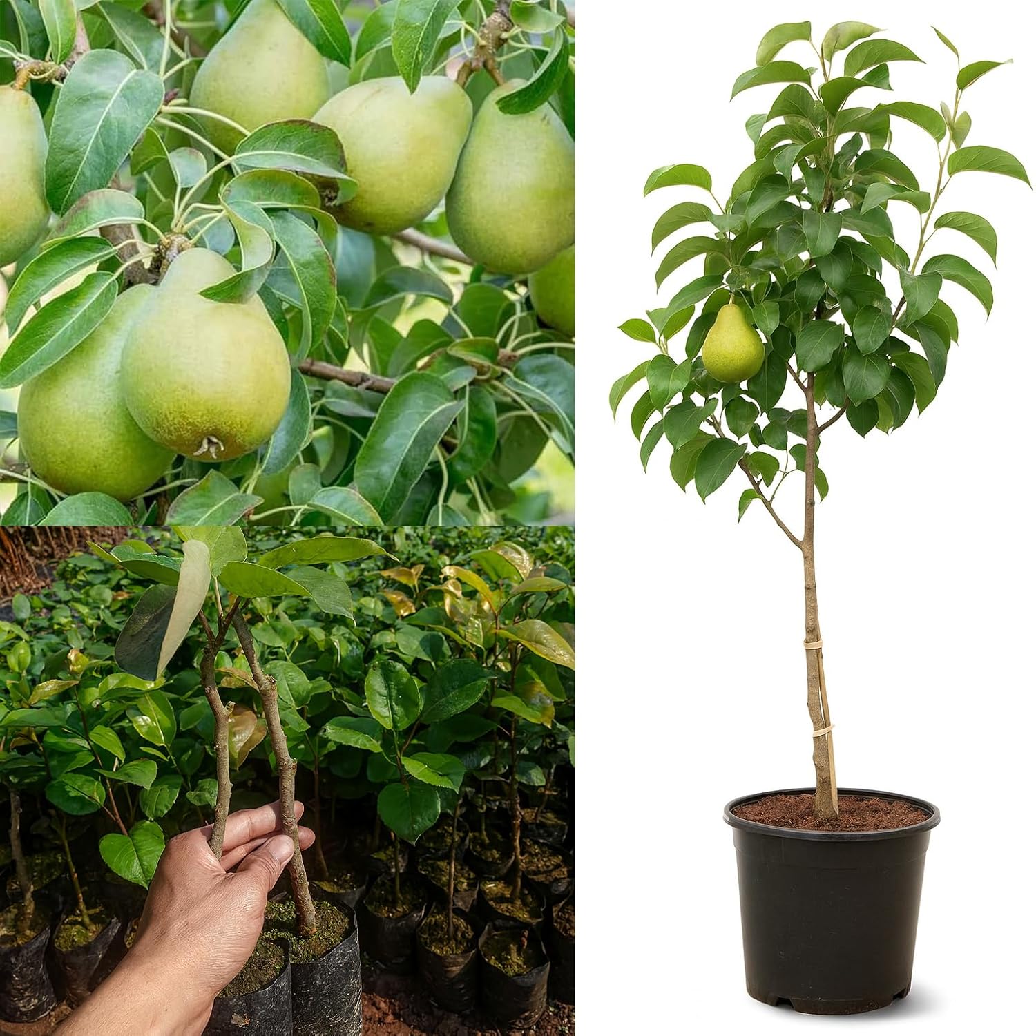 Pear babugosha dwarf grafted live trees Naspati hybrid Pear Fruit Plant (Pack of 1)