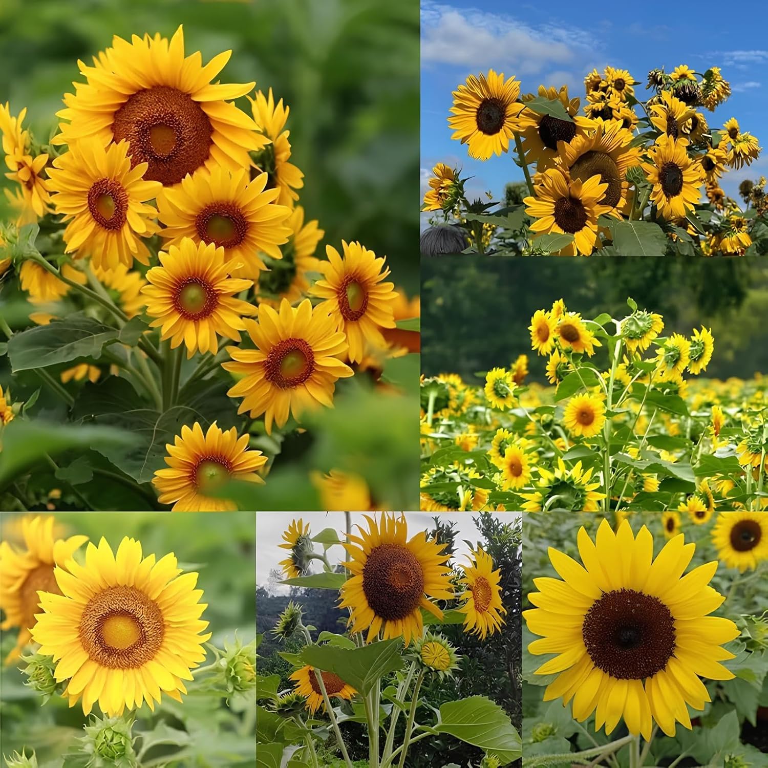 BlimBurn 50 pcs Multi-Headed HYBRID Yellow Sunflower Seeds for Planting- Rare and Stunning Garden Blooms - Grow Year Round - Seeds Ville