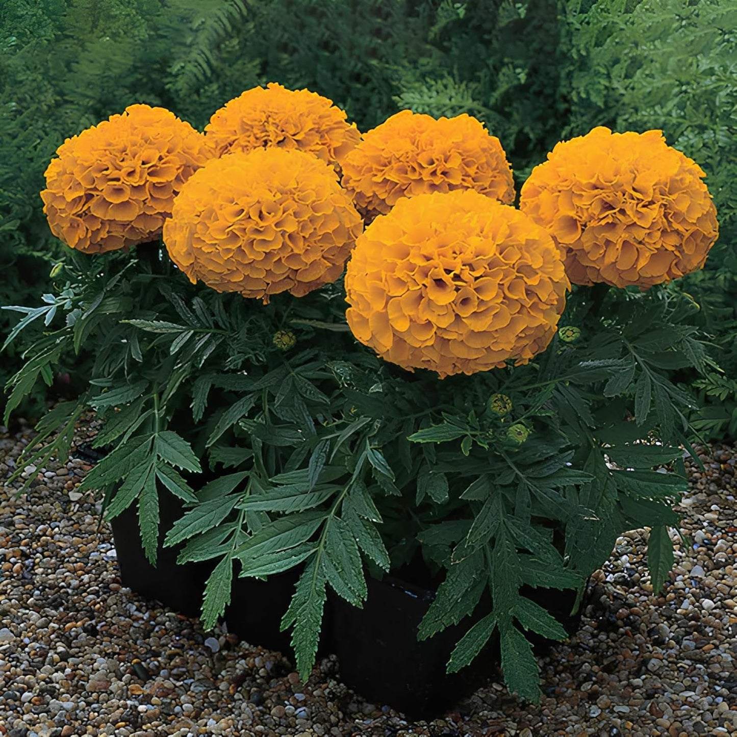 BlimBurn 150+ SEEDS- Marigold African & Marigold F2 White Flower Seeds Combo Pack, 75 Seeds Each - Seeds Ville