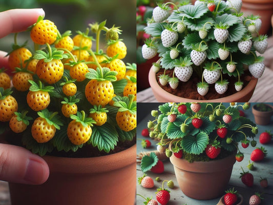 25+ Seeds- Dwarf Strawberry Fruit Seeds For Planting- Grow Indoor-Outdoor (3 Colour Combo)