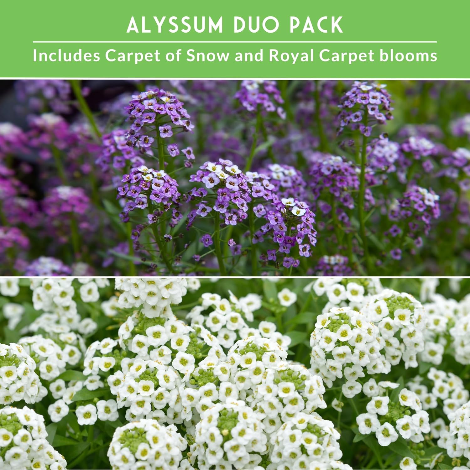 Alyssum Seeds for Planting – 2 Varieties | Purple Royal Carpet & White Carpet of Snow Sweet Alyssum – Fragrant Heirloom Flowers & Ground Cover – Survival Garden Seeds