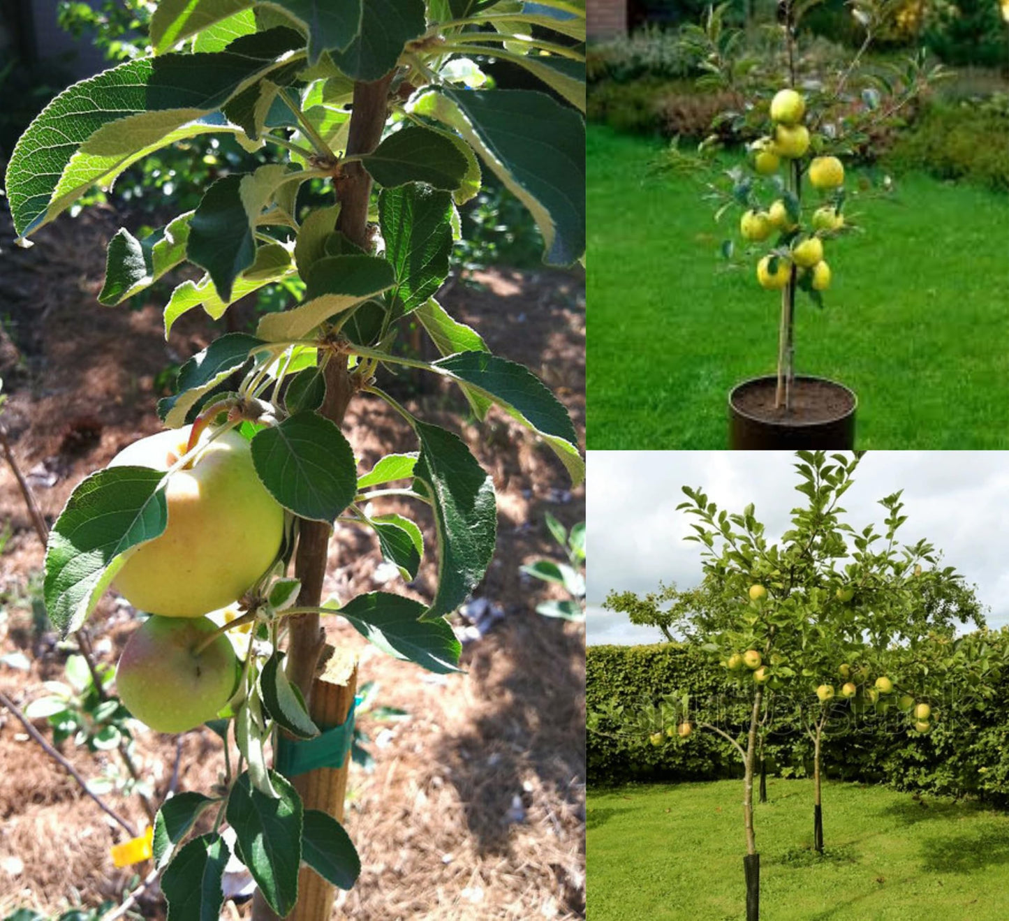 Purple Japanese Miyazaki Mango Plant Original Grafted Fruit Tree Height 1.5-3 Feet Plant Hybrid Plant Fruit In Just 2-3 Years Perfect For Home Gardens Mango Tree Taiyo No Tamago Eggs Of Sun