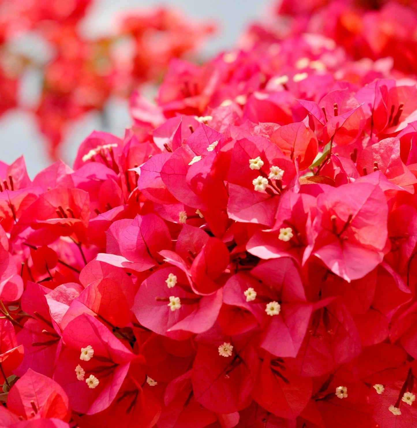 Bougainvillea Bonsai Dwarf Live Plant for Landscaping (Pack of 1) - Seeds Ville