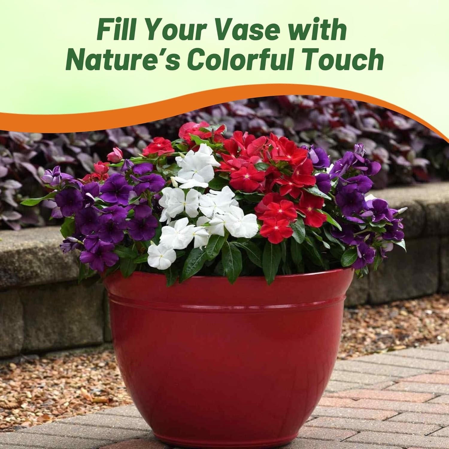 Outsidepride 50+ Seeds- Vinca Periwinkle American Pie Garden Flower, Ground Cover, & Container Plant Mix - Seeds Ville