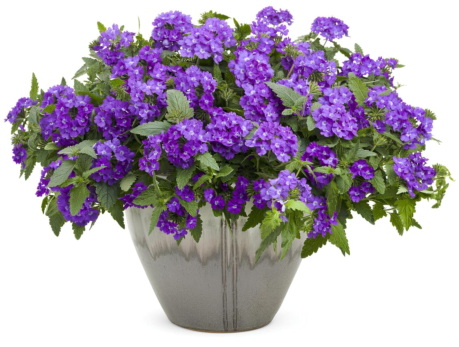 NooElec Seeds India 35+ SEEDS- Verbena Superbena 'Violet Ice' Flower Seeds For Planting Home Garden, - Seeds Ville