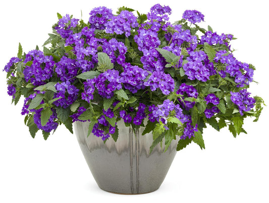 NooElec Seeds India 35+ SEEDS- Verbena Superbena 'Violet Ice' Flower Seeds For Planting Home Garden, - Seeds Ville