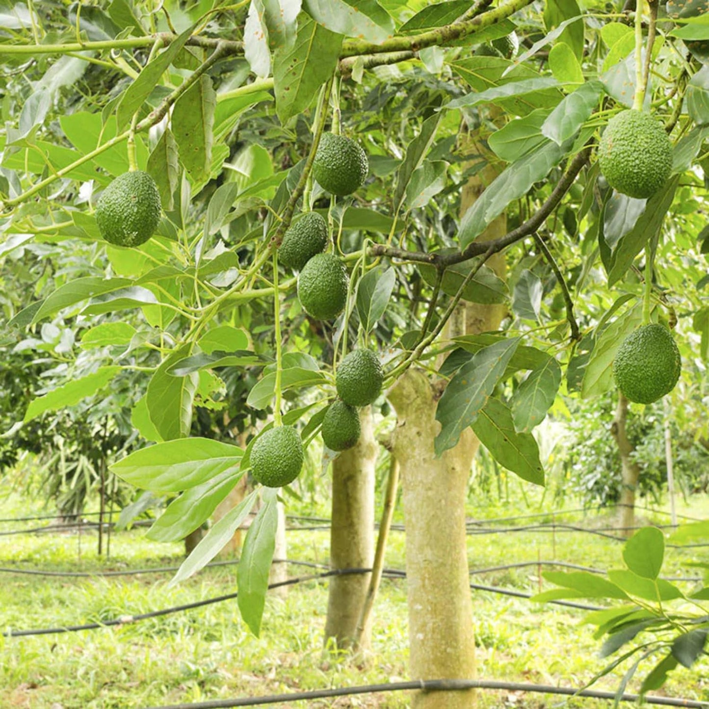 Seeds Ville Dwarf Hass Grafted Avocado Plant 38 cm