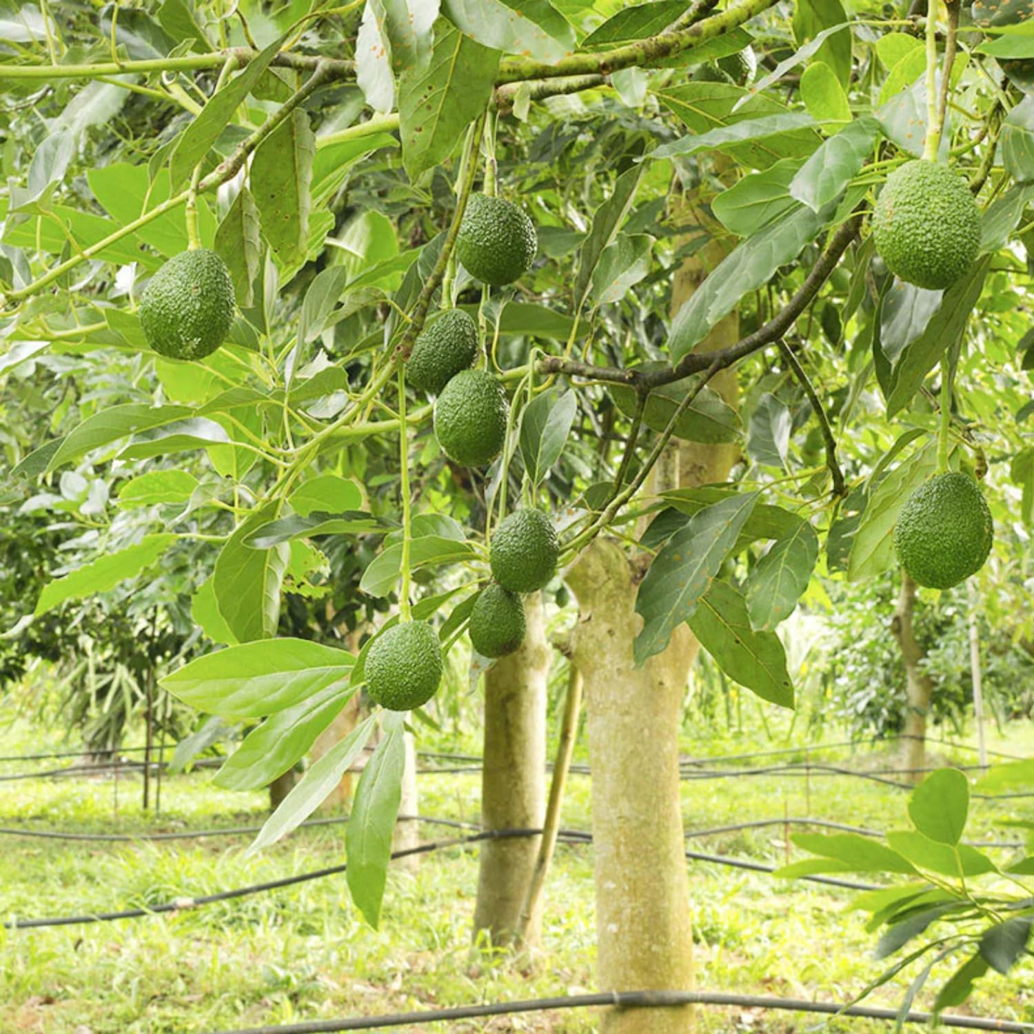 Seeds Ville Dwarf Hass Grafted Avocado Plant 38 cm