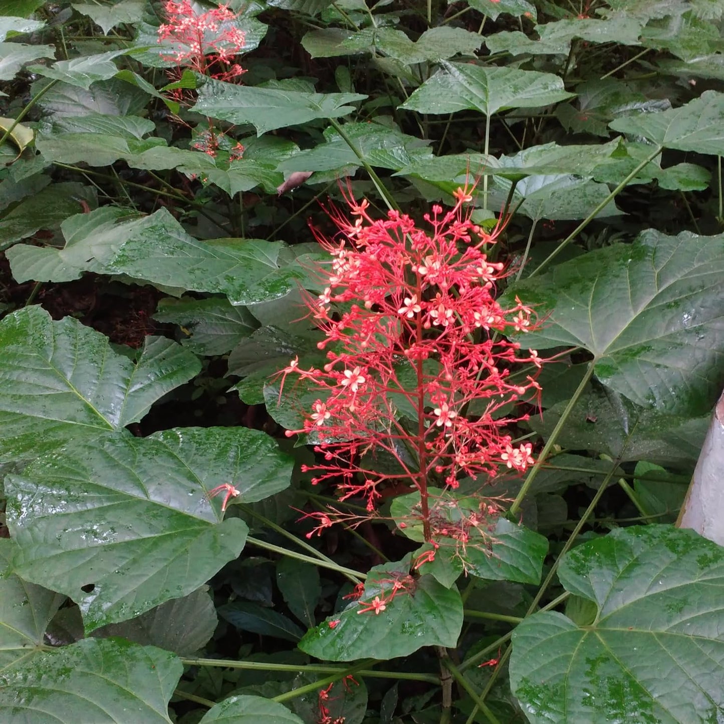 Hug A Plant | Hanuman Kireedam/Red Pagoda (Clerodendrum paniculatum) Flowering/Ornamental Live Plant (Home & Garden)
