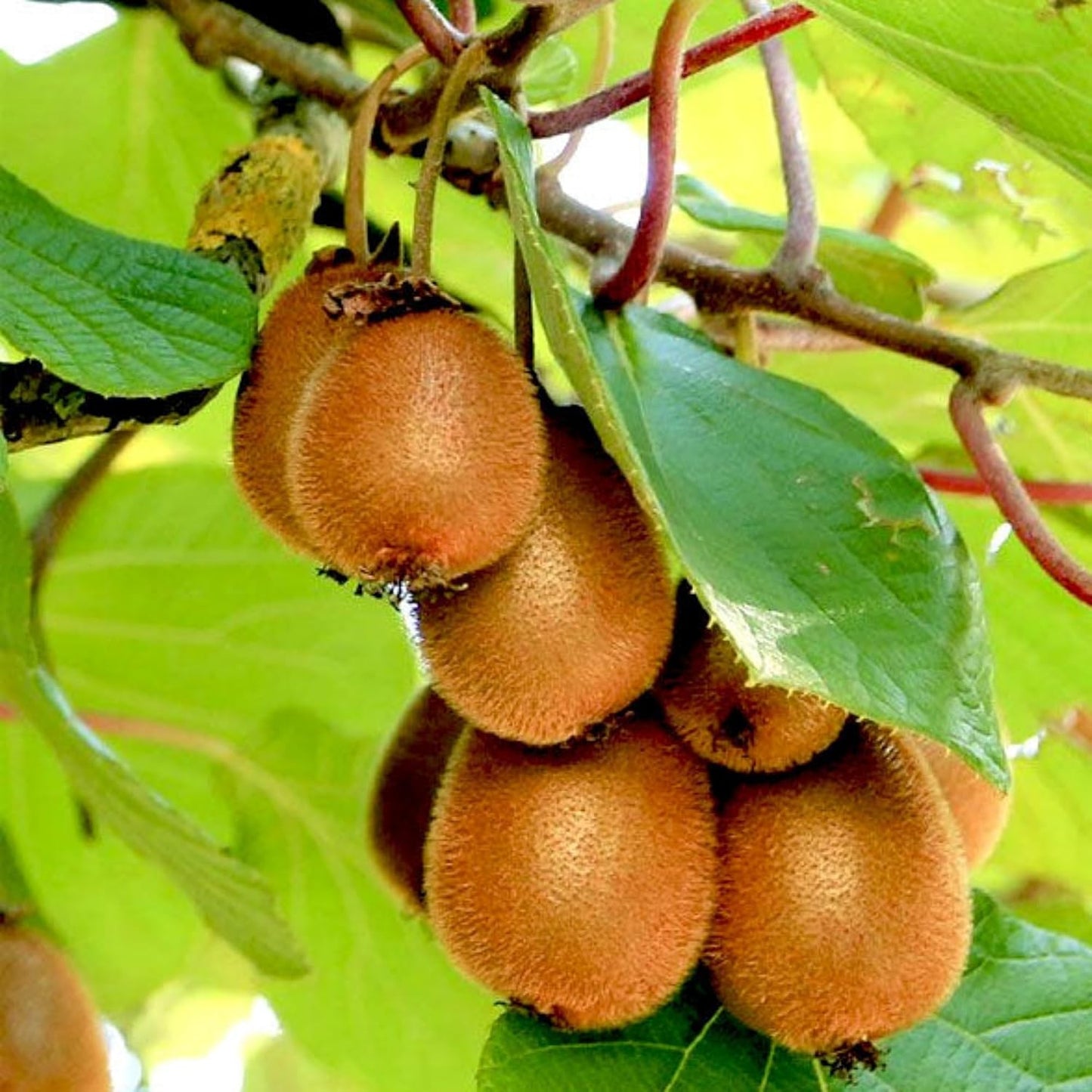 Kiwi Plant – Live Grafted Fruit Vine for Home Garden | Cold-Hardy, Fast-Growing Climber in Pot | Organic Kiwi Sapling (1)