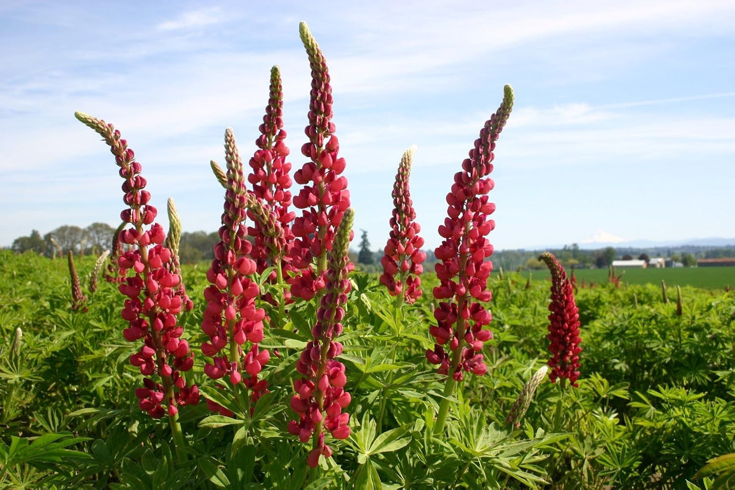 Red Russell Lupine Flower Seeds for Planting, 25+ Seeds Per Packet, (Isla's Garden Seeds), Non GMO & Heirloom Seeds, Botanical Name: Lupinus Polyphylus, Great Wildflower for Landscapes