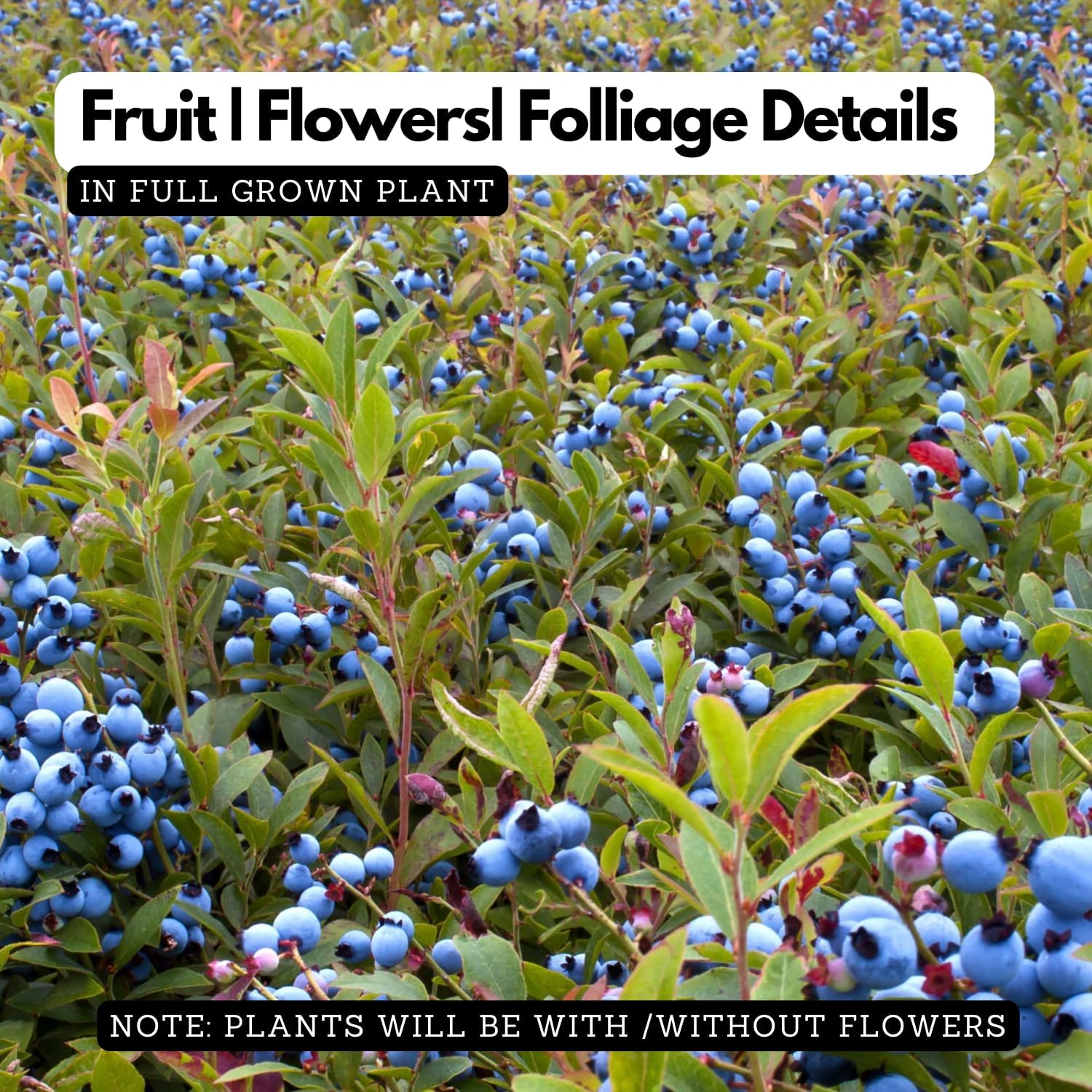 Imported Blueberry Fruit Plant – High-Yield Live Plant in Pot – Fast-Growing, Non-GMO Berry Bush – Sweet, Antioxidant-Rich Blueberries – Ideal for Balcony, Terrace, or Garden – Cold Hardy Variety