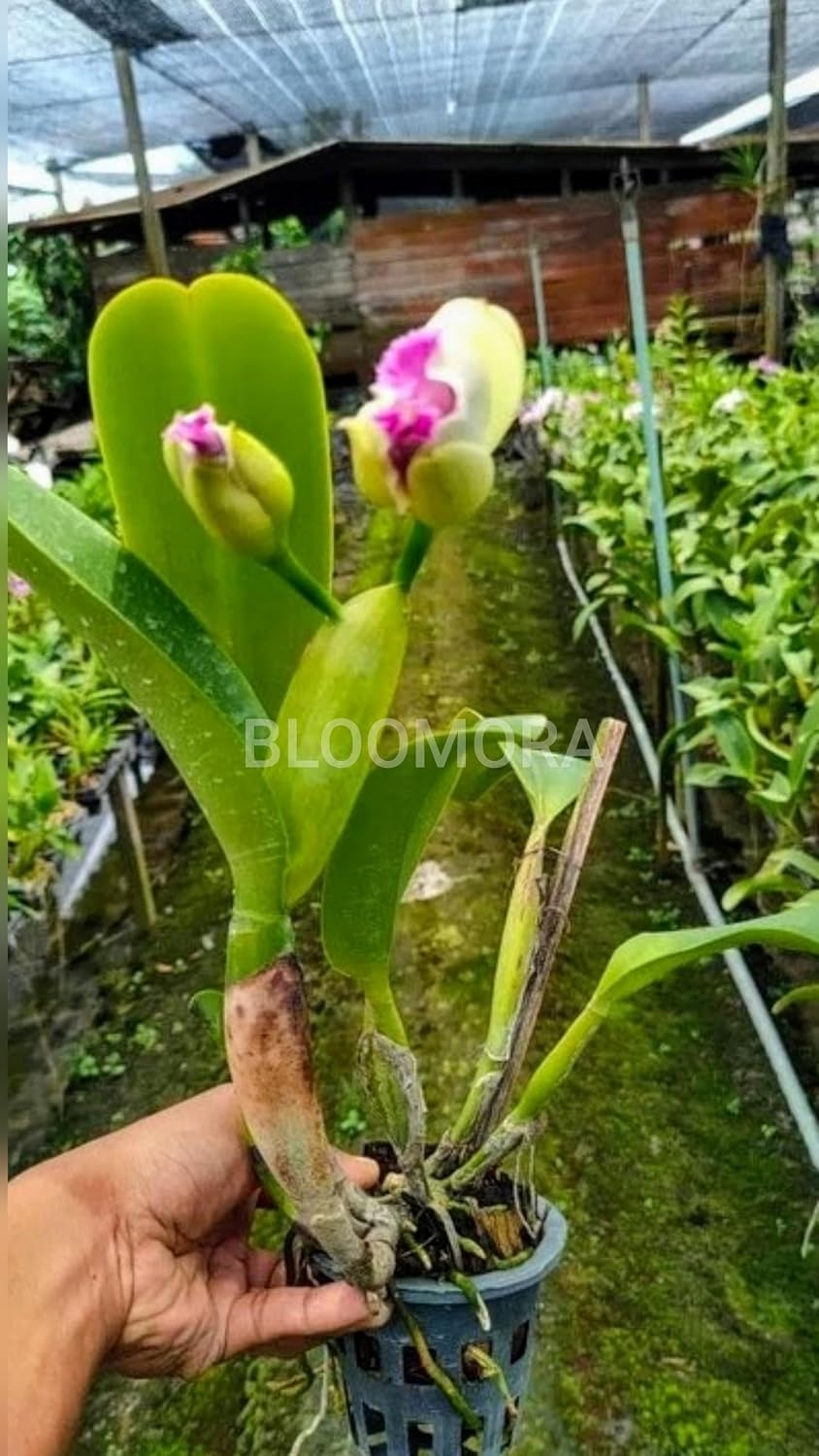 Seeds Ville White Pink Dendrobium Orchid Live Plant Pack of 1