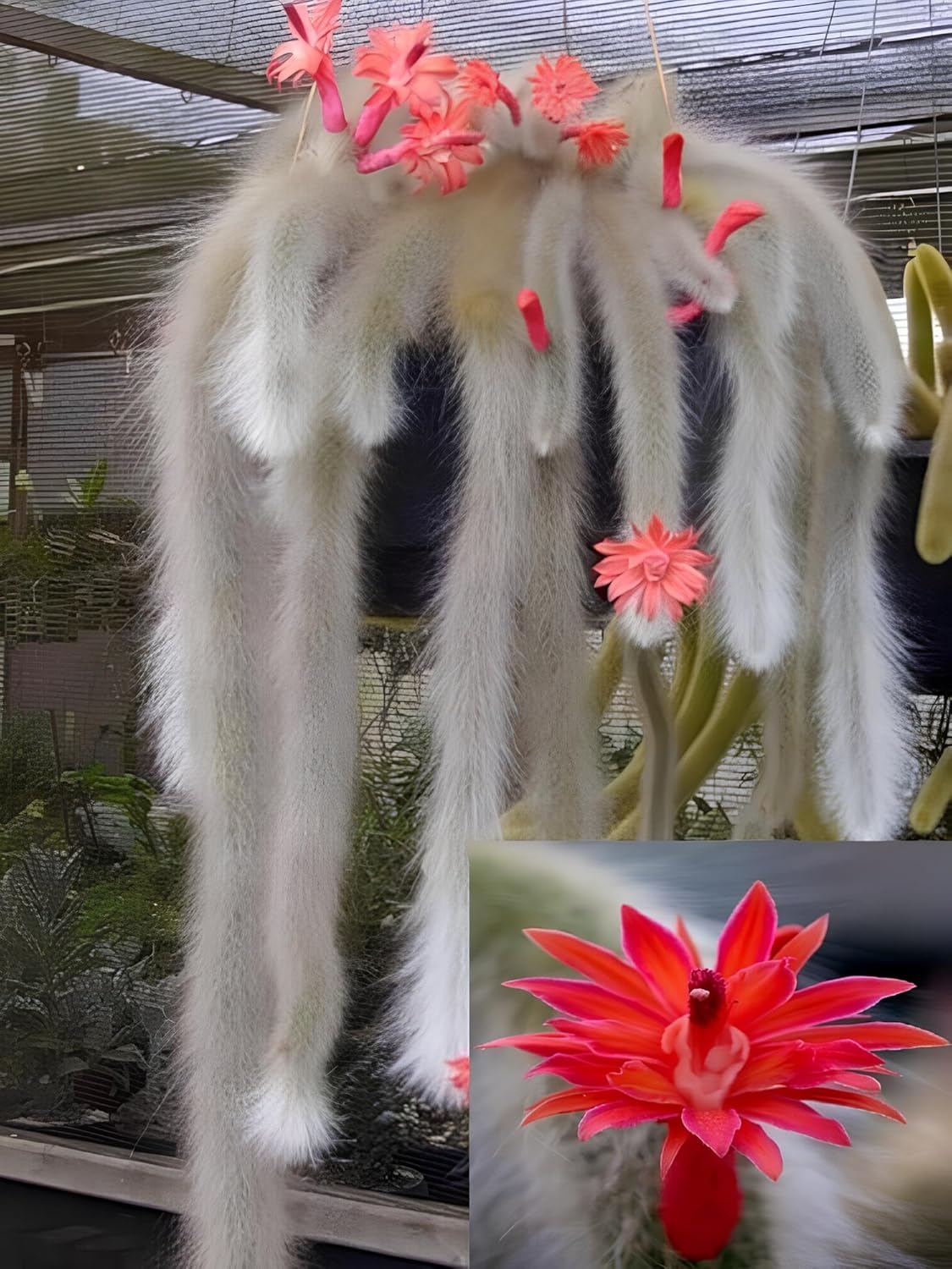 35+ SEEDS All Seasons Monkey Tail Cactus Seeds For Planting Home Garden -Indoor or Outdoor