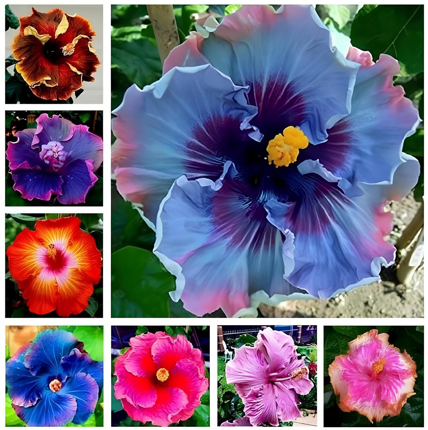 55+ SEEDS- Hibiscus Mix Flower Seeds For Planting Perennial- Low Maintenance Plant Seeds