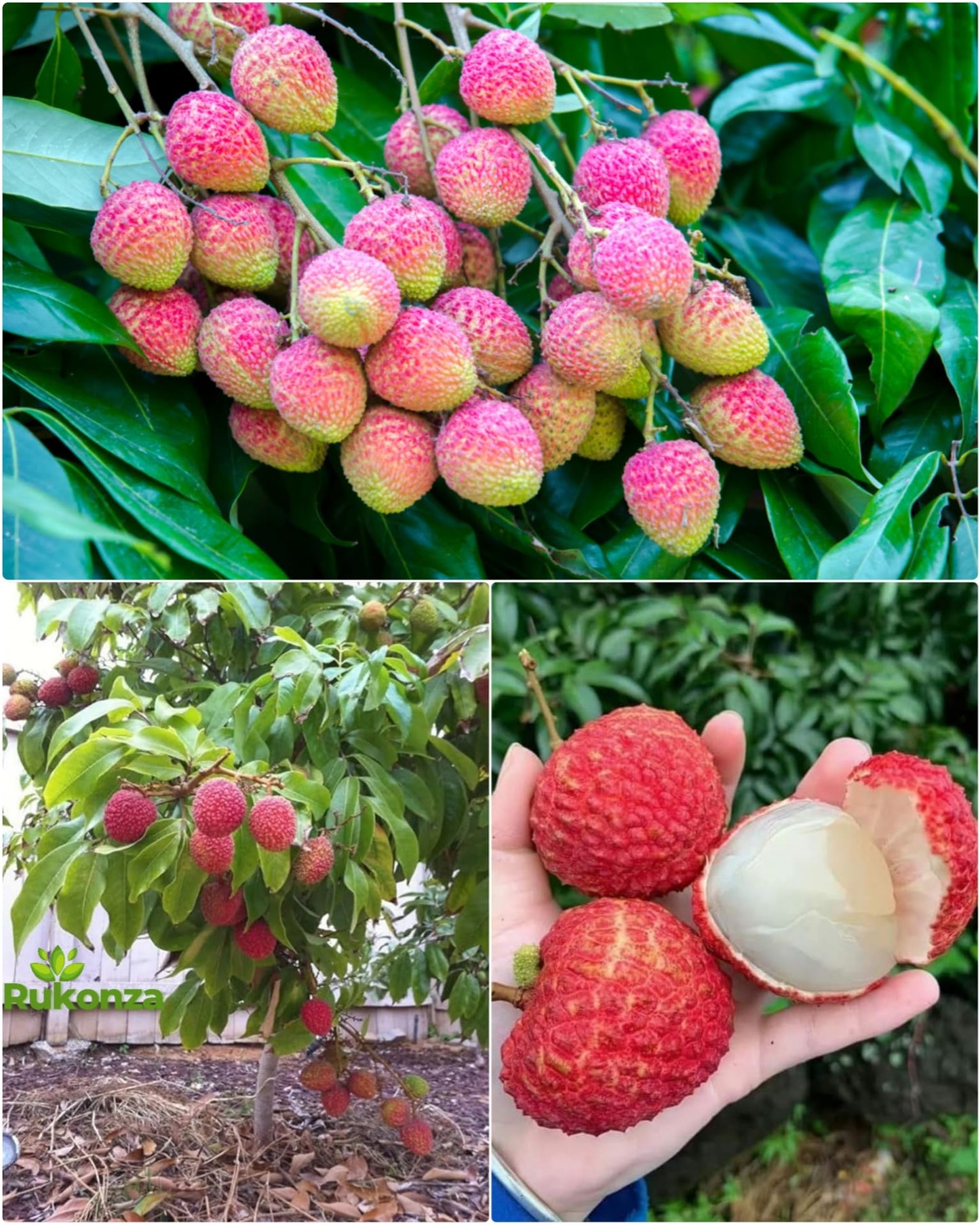 Muzaffarpur Shahi Litchi Hybrid Plant - Dwarf Air Layered All Season Sweet Topical Rare Lychee 1 Live Tree, Height 2-3 feet, Fruit After 1-2 Years