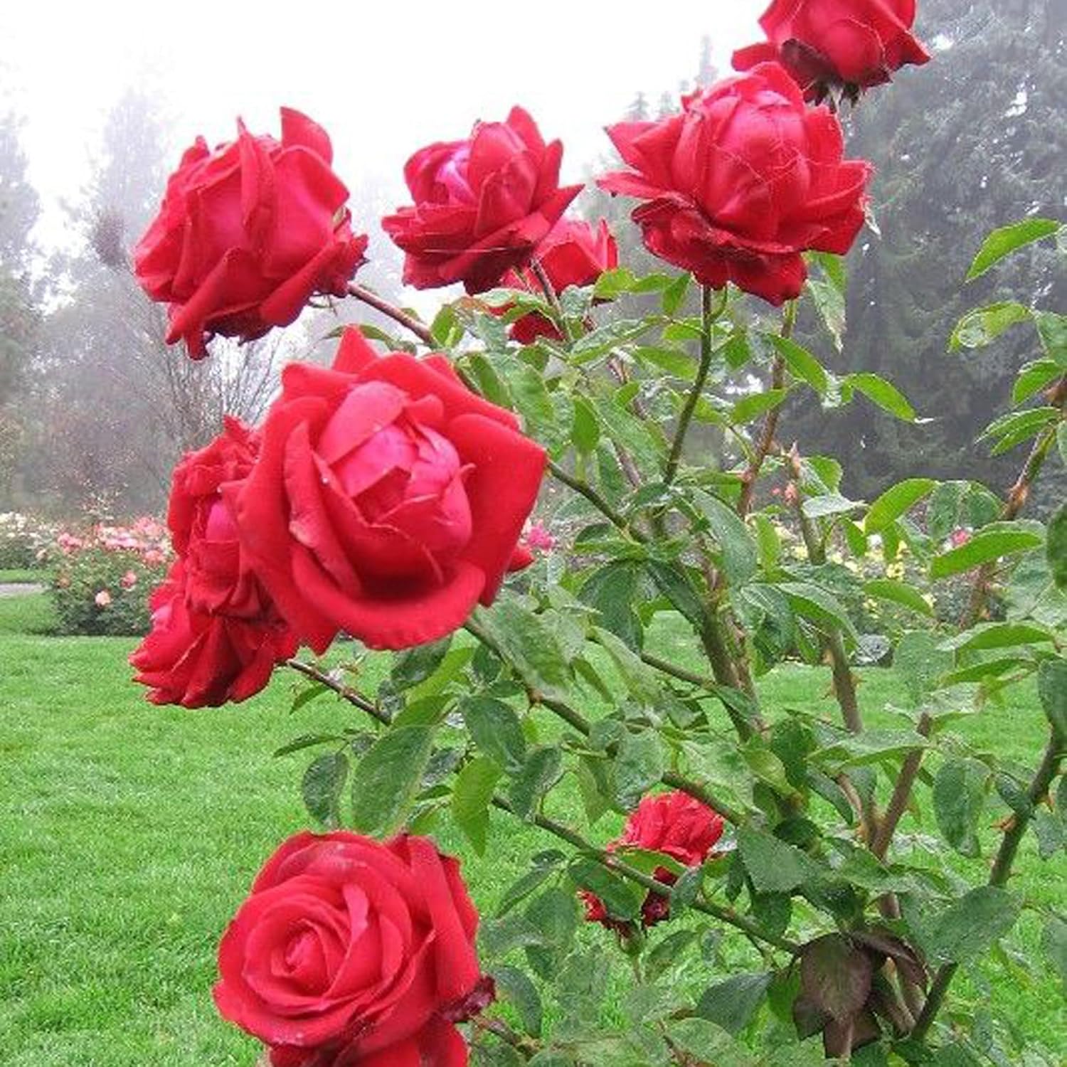 Red King Of Rose Fragrant Flower Live Plants & Tree(1-2 Feet Size)